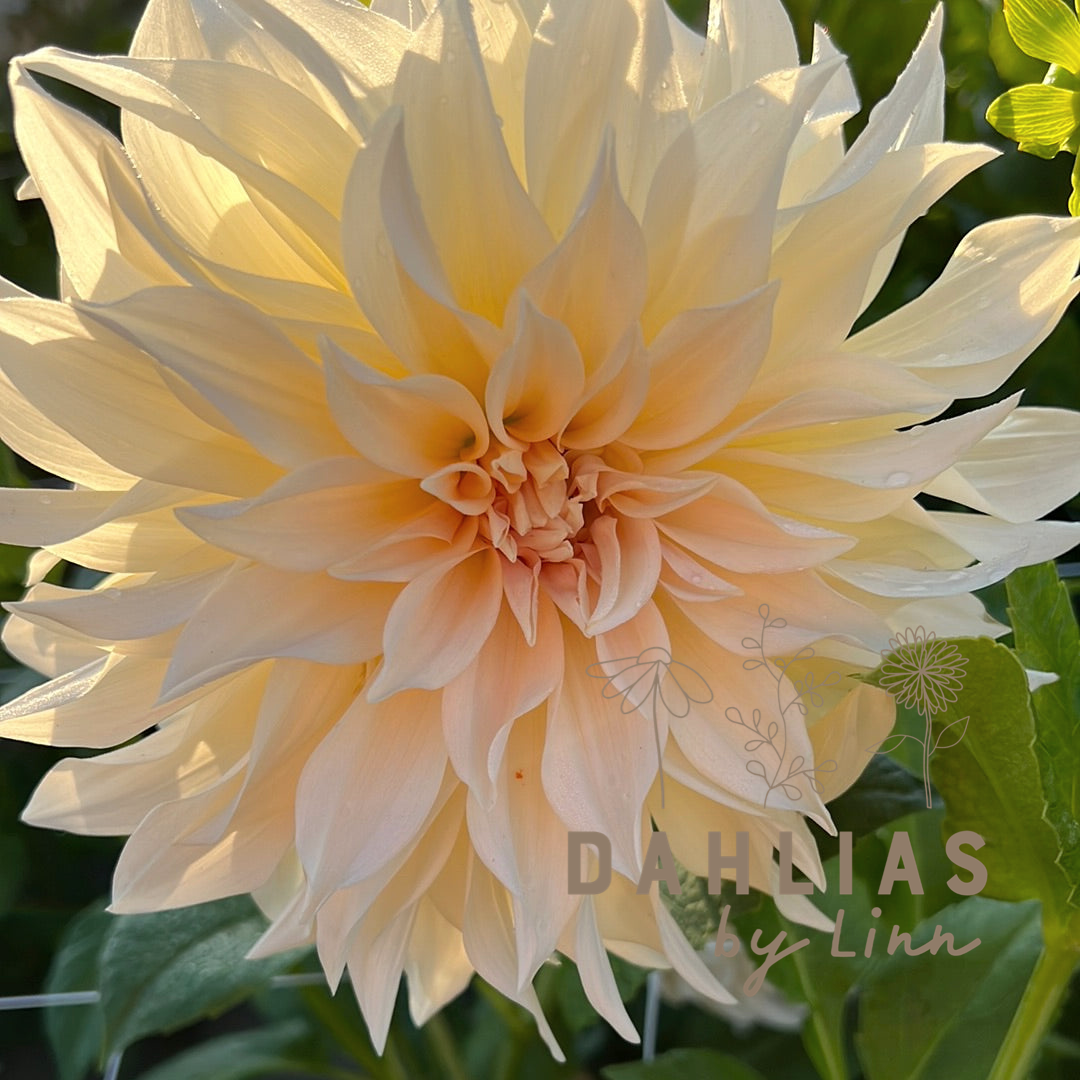Dahlia Café au lait
