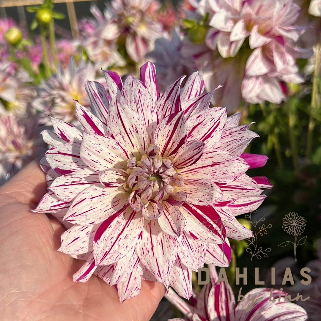 Dahlia Prince Vailant