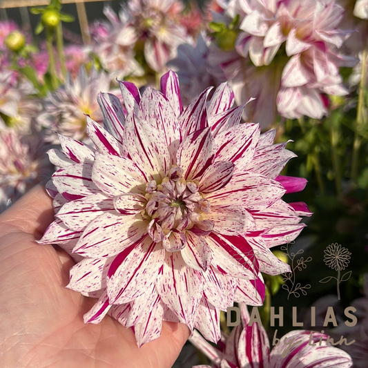 Dahlia Prince Vailant