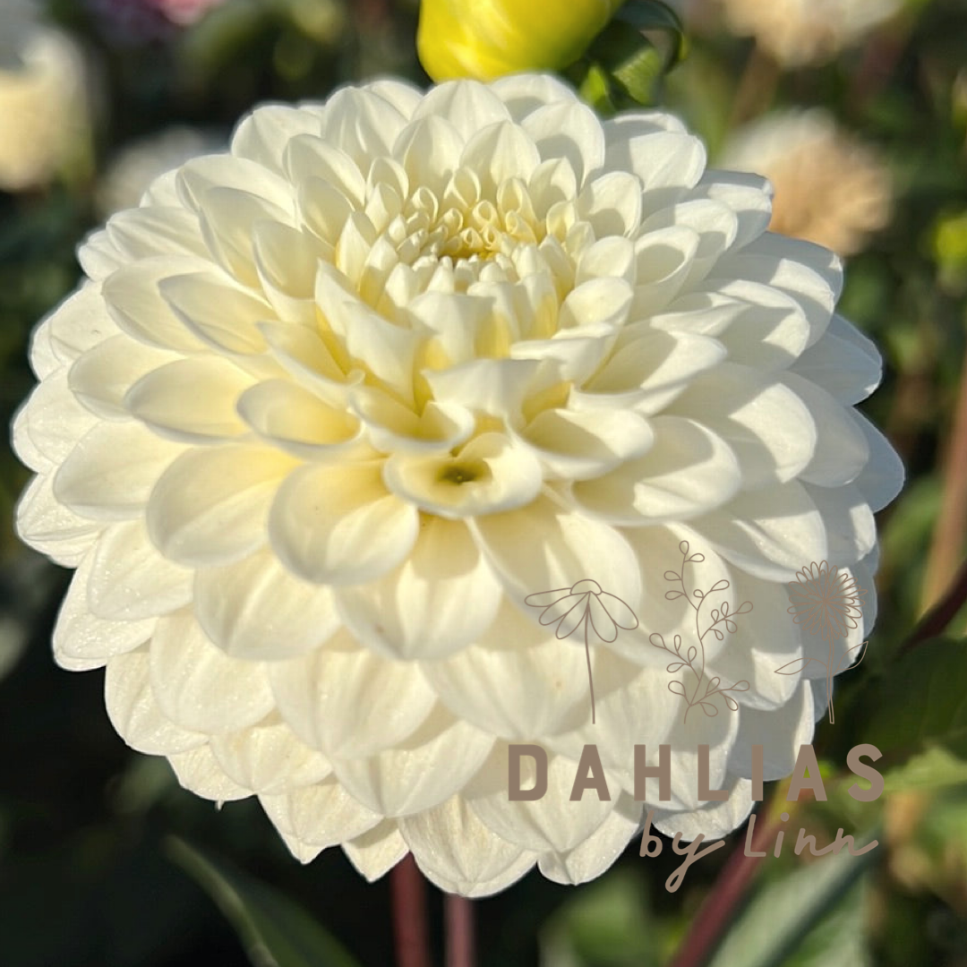 Dahlia Caro