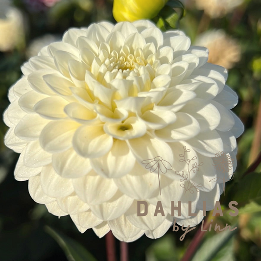 Dahlia Caro