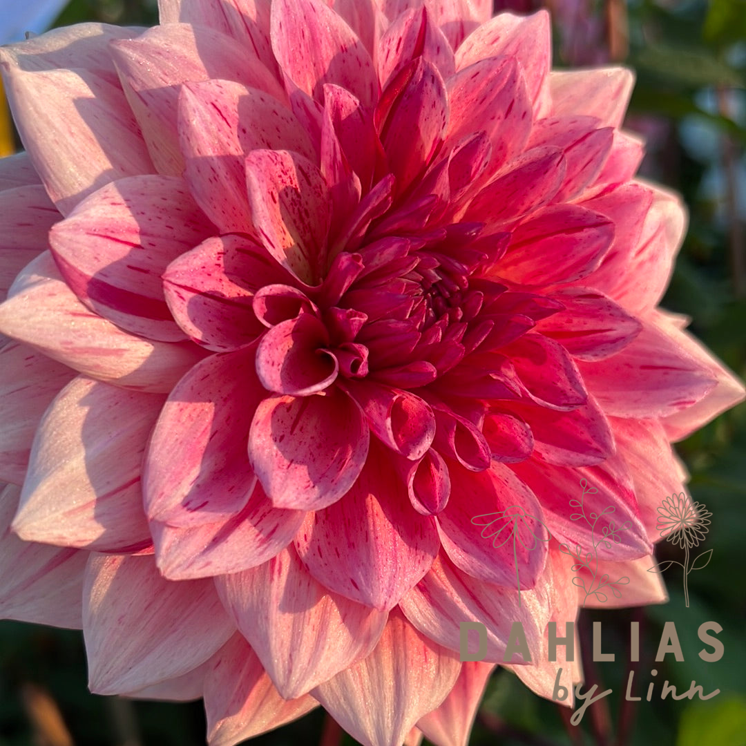 Dahlia Sturm Princess Utgår!