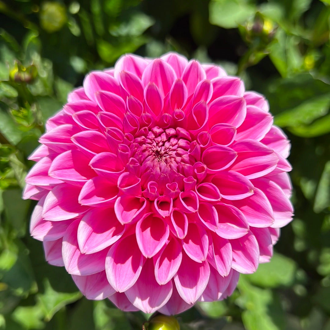 Dahlia Pink Sylvia
