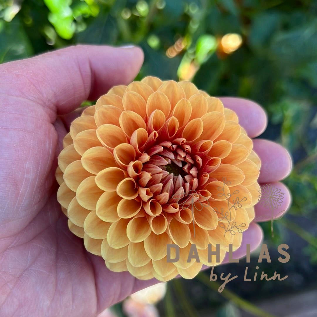 Dahlia Beatrice
