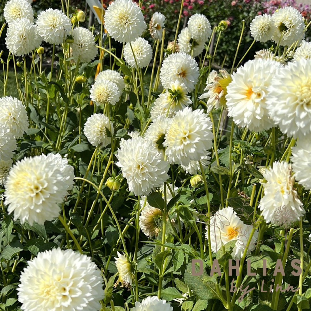 Dahlia Myama Fubuki Utgår!
