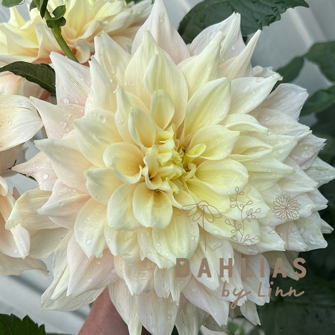 Dahlia Break Out