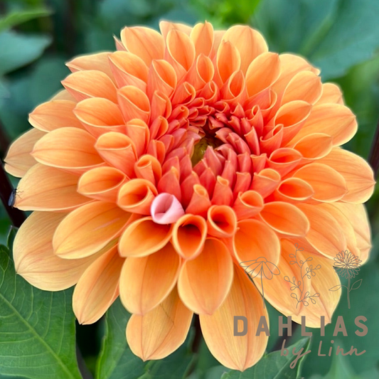 Dahlia Ralphie