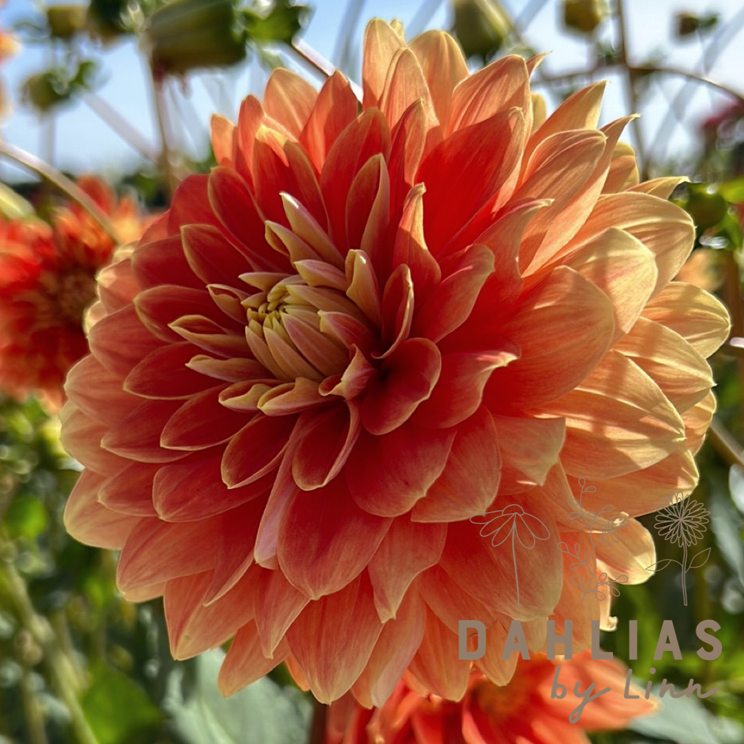 Dahlia Myrthe Utgår!