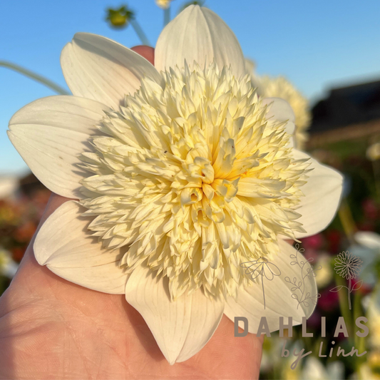 Dahlia Platinum Blondie