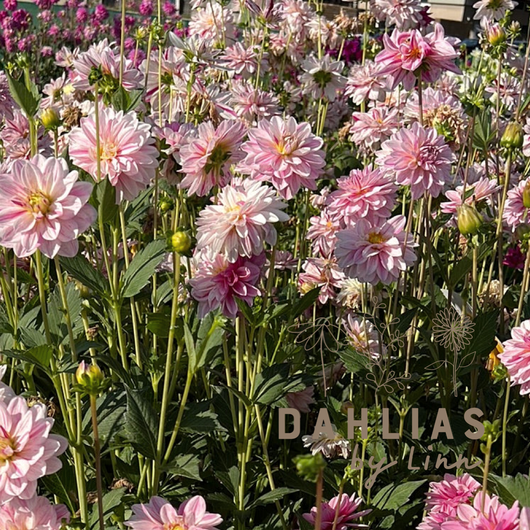 Dahlia Bonesta