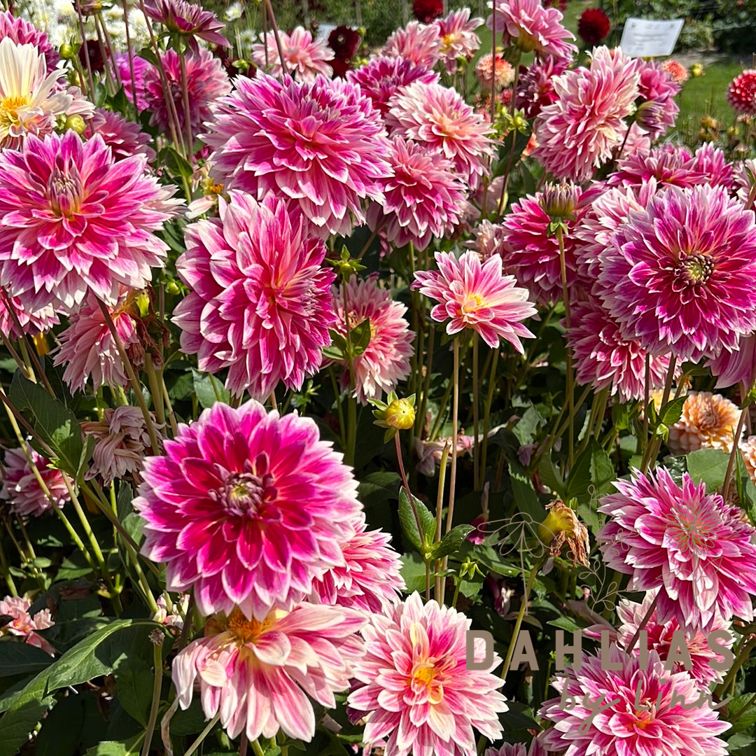 Dahlia Temple of Beauty