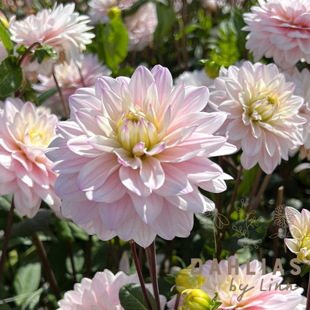 Dahlia Silver years