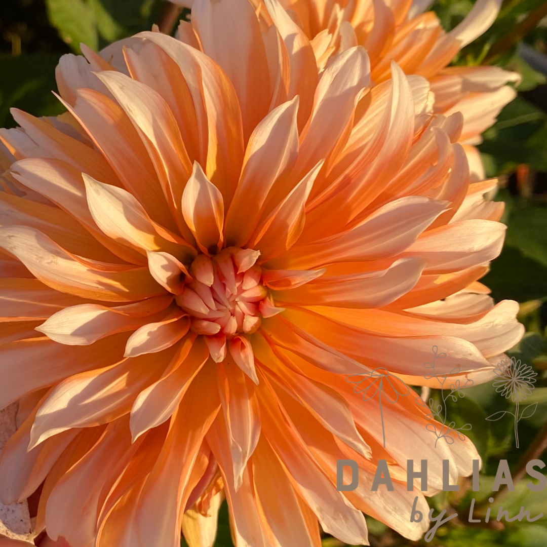 Dahlia Orange and Snow