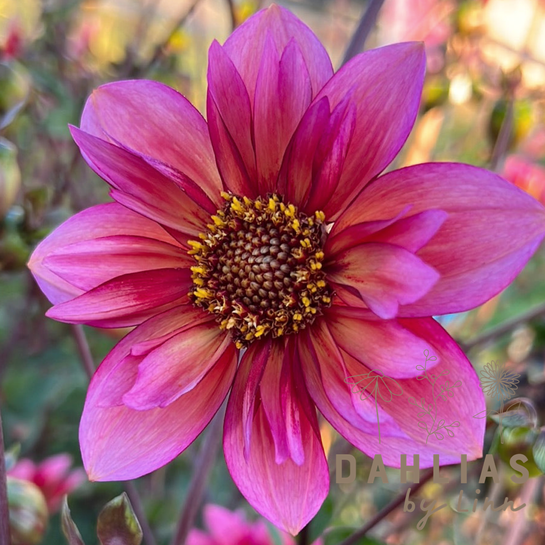 Dahlia Princess Nadine