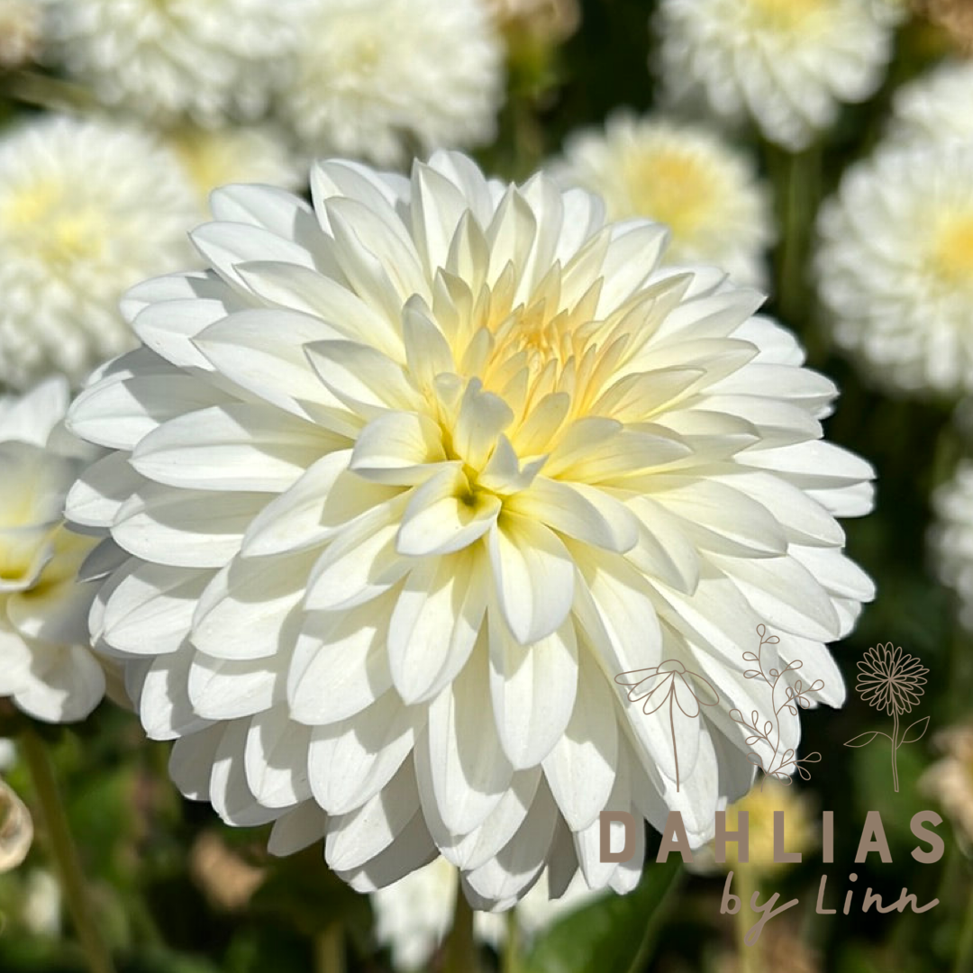 Dahlia Snow Cap