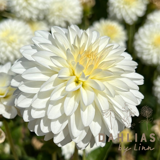 Dahlia Snow Cap