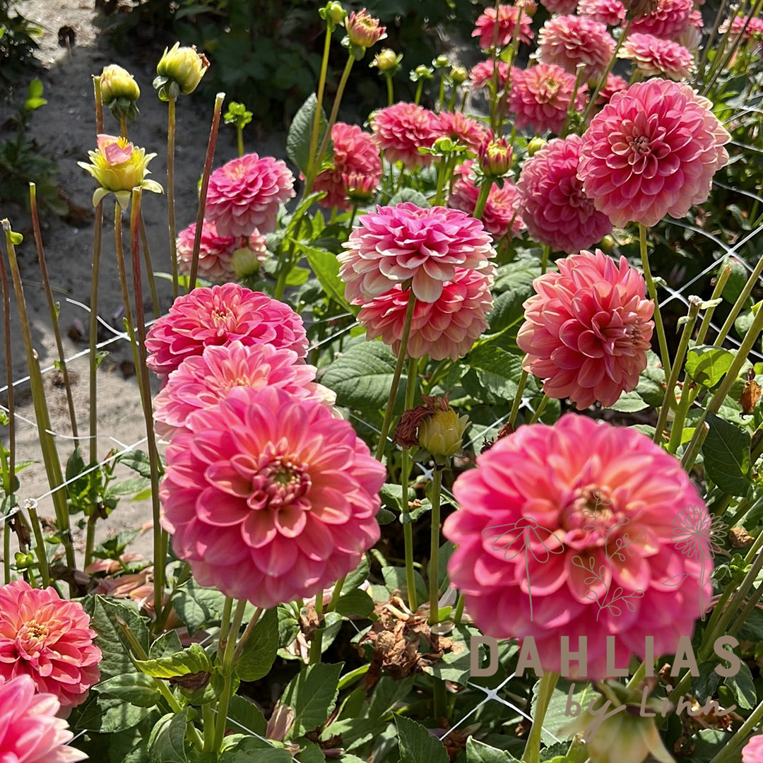 Dahlia Milena Fleur Åter 2026!