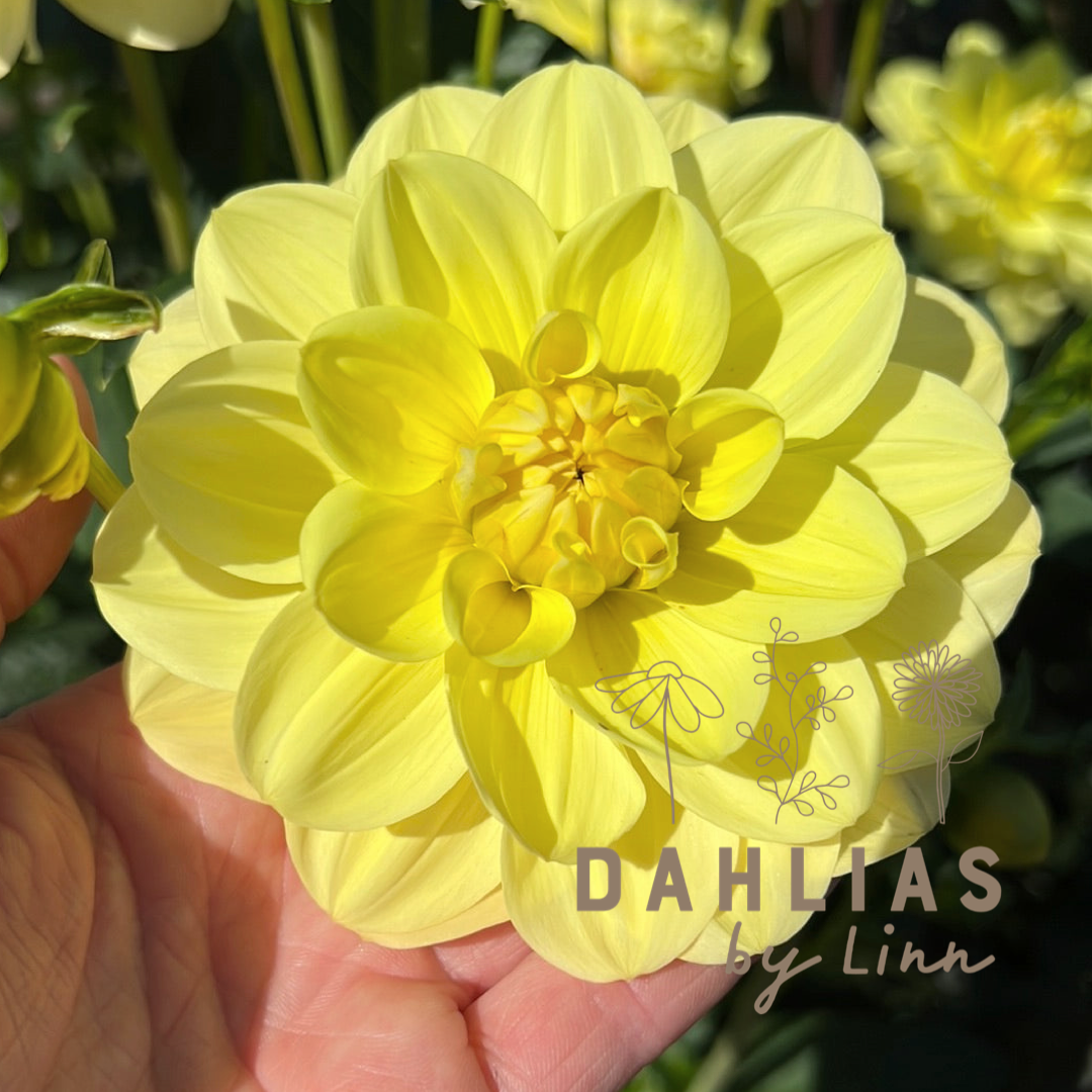Dahlia Glory of Heemstede