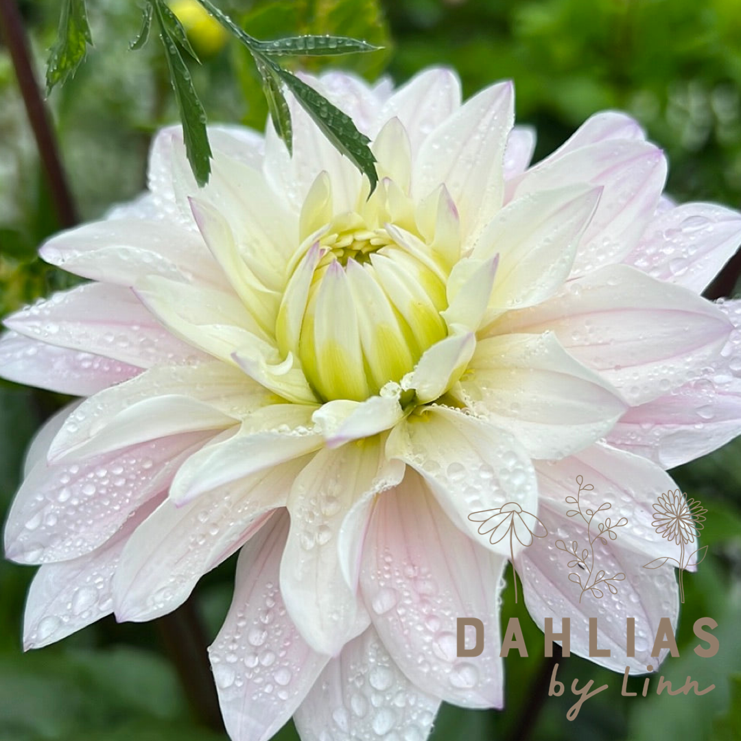 Dahlia Silver years