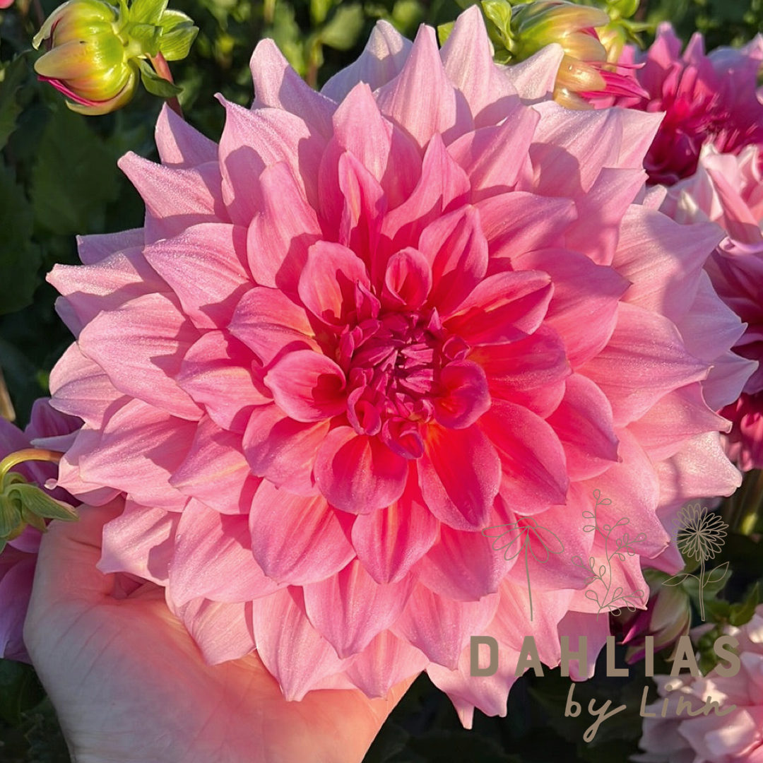 Dahlia Otto's Thrill