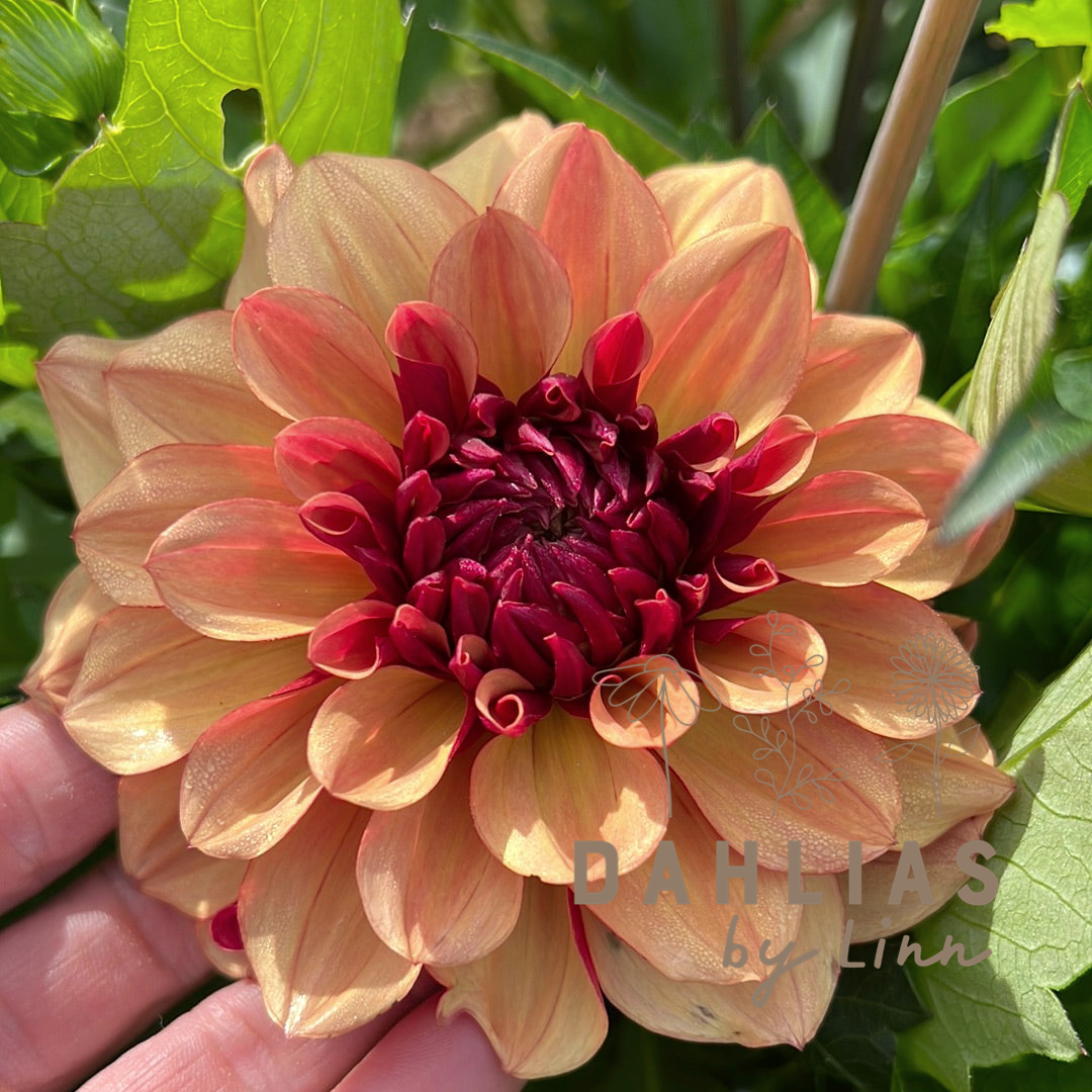 Dahlia Creme de Cognac