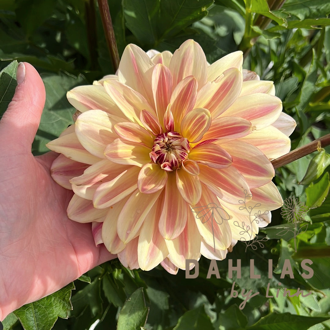 Dahlia Happy Butterfly