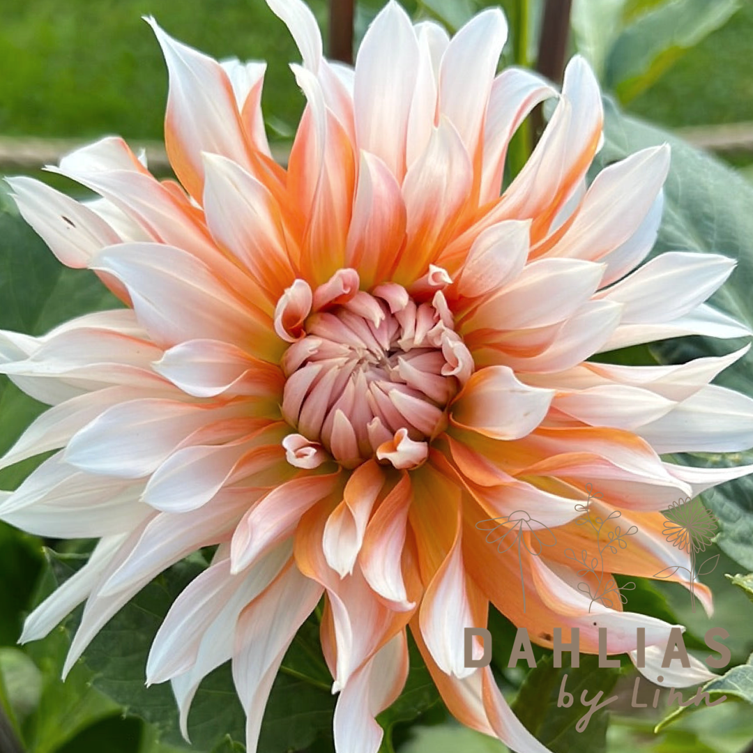 Dahlia Orange and Snow