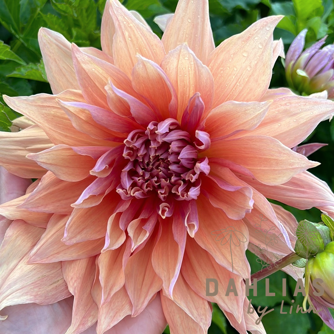 Dahlia Mango madness