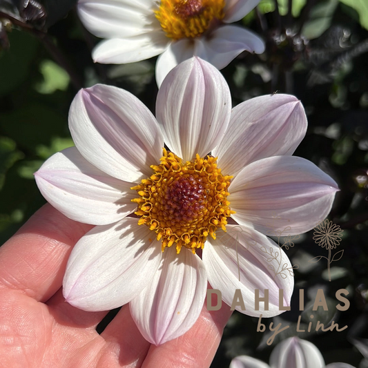 Dahlia HS Prinsess ®