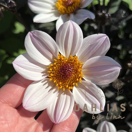 Dahlia HS Prinsess