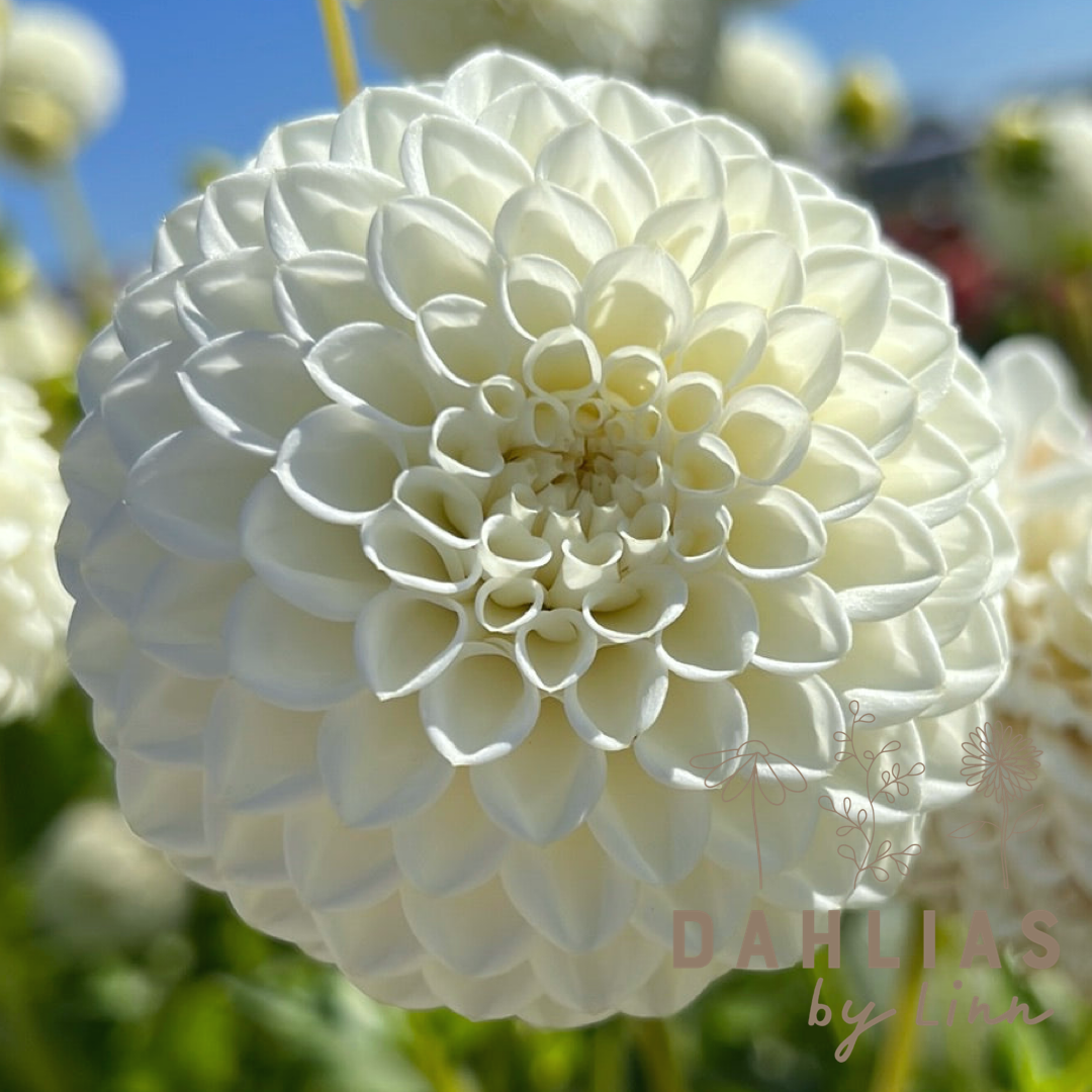 Dahlia Ryecroft Jan