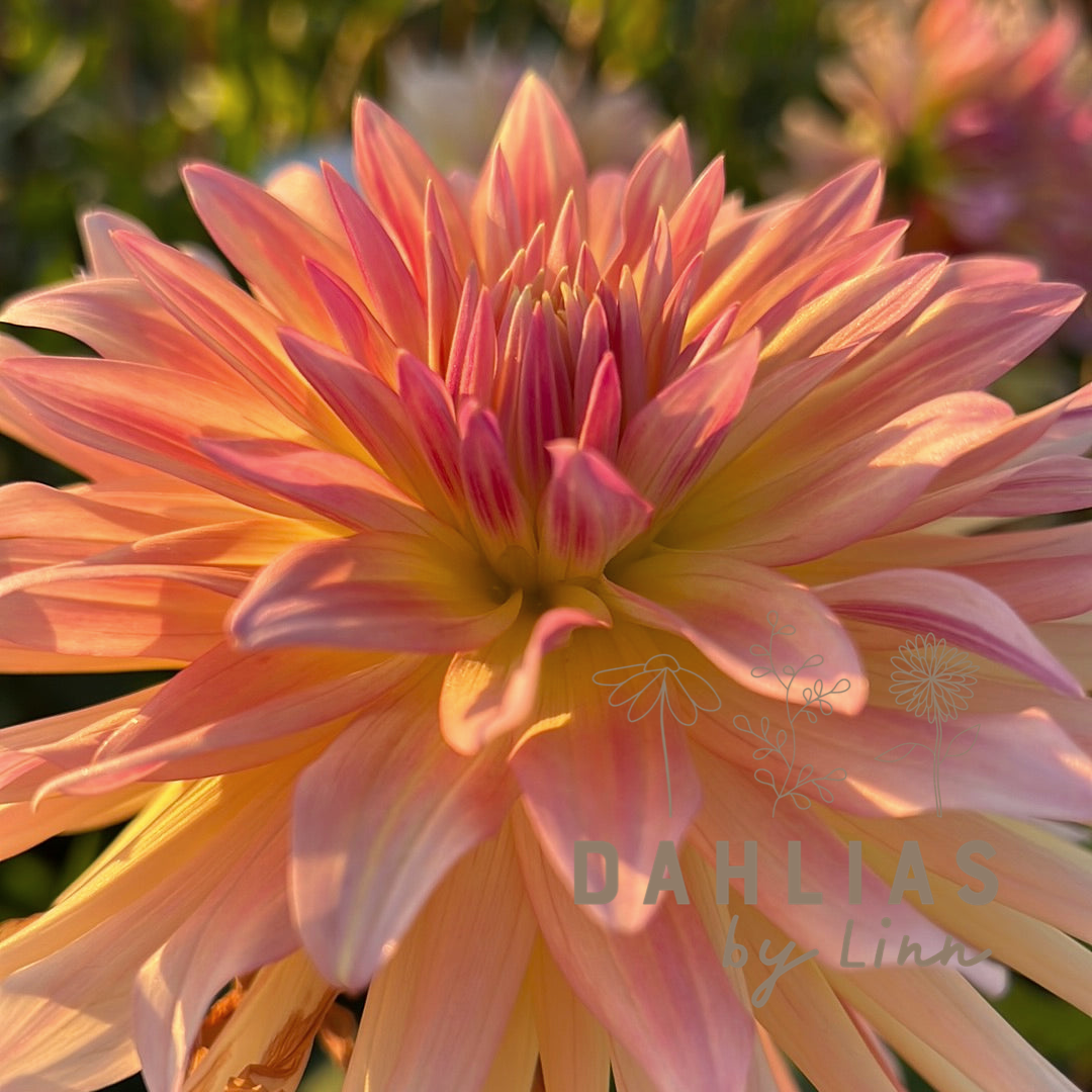 Dahlia Cabana Banana