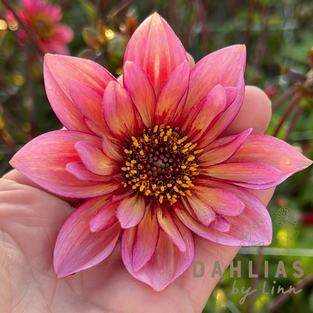 Dahlia Princess Nadine