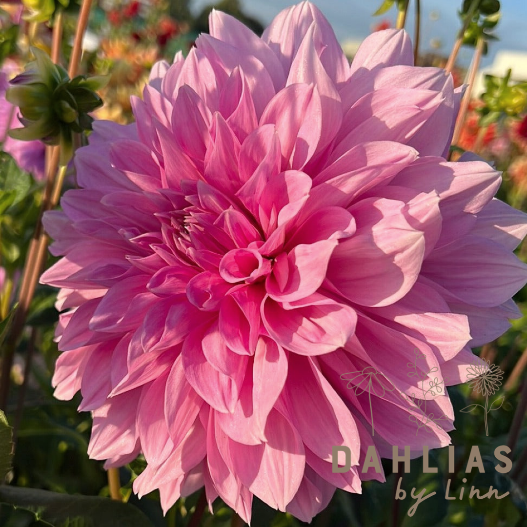 Dahlia Lavender Perfection