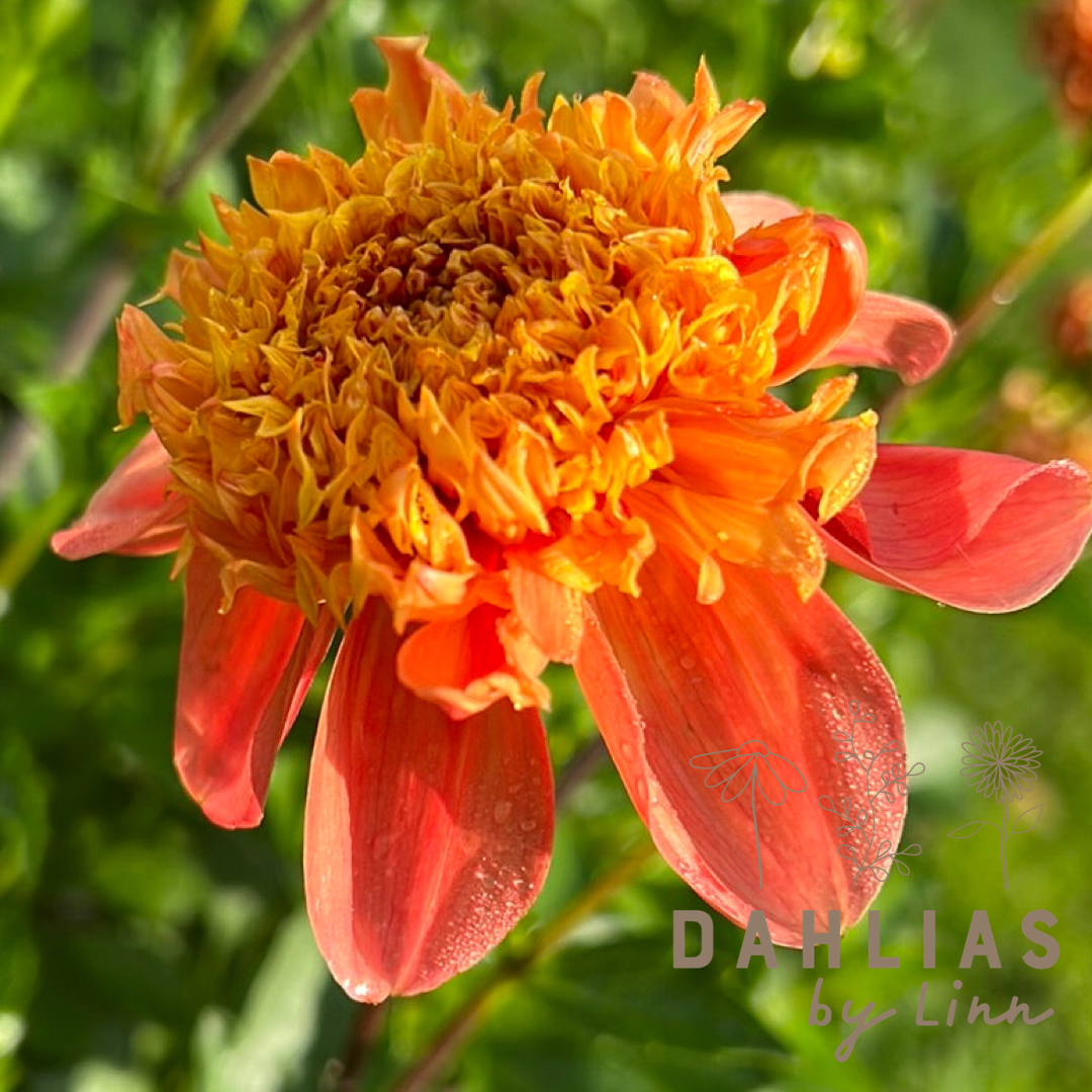 Dahlia Sword Dance