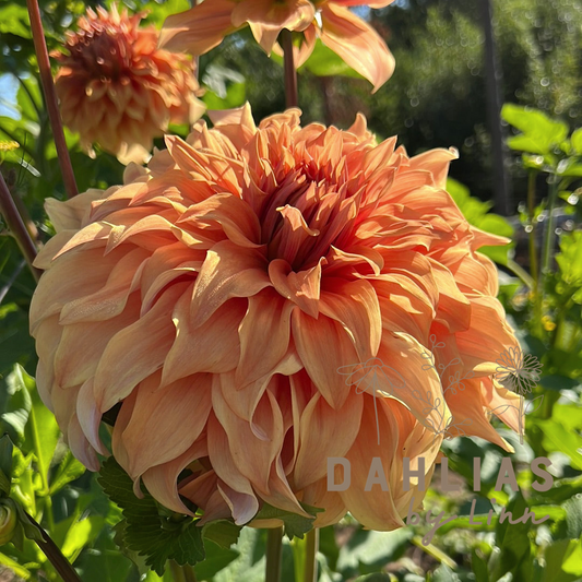 Dahlia Hercules