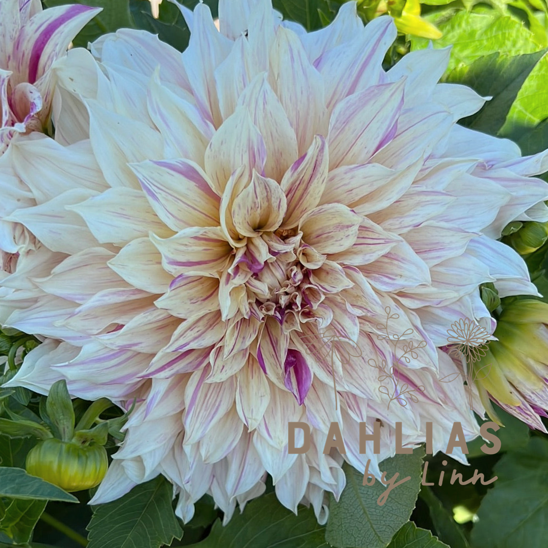 Dahlia Café au lait Twist