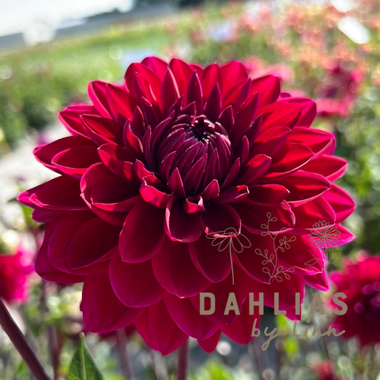 Dahlia Anne Cornelia