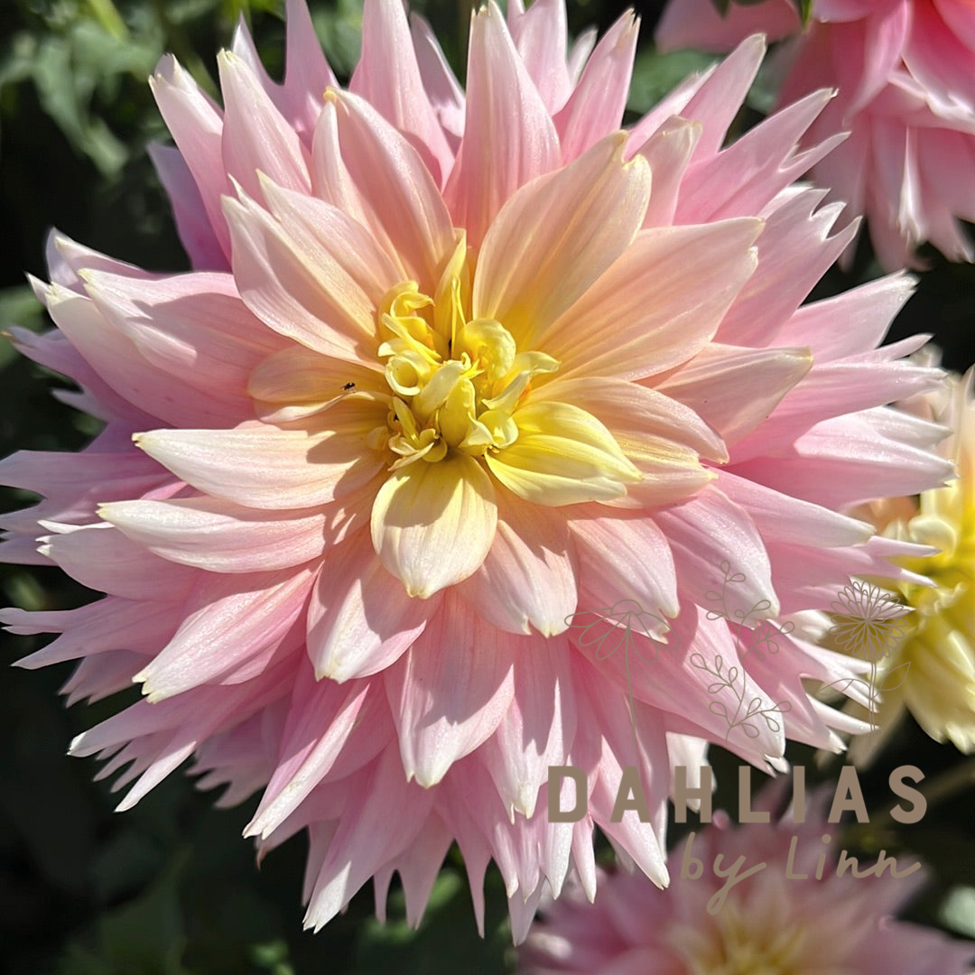 Dahlia Just Married