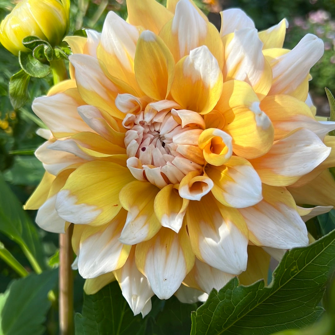 Dahlia Seattle