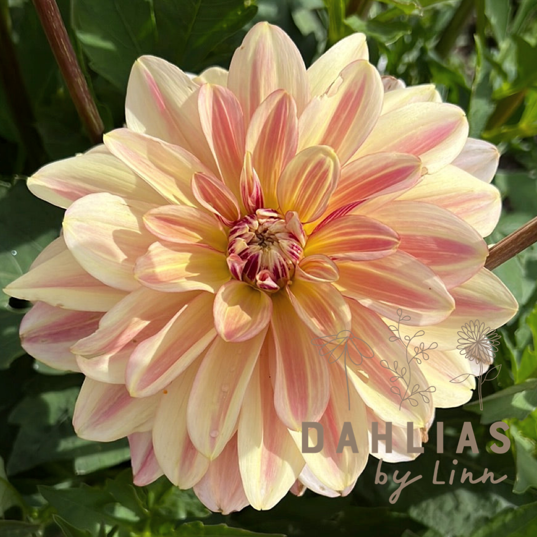 Dahlia Happy Butterfly