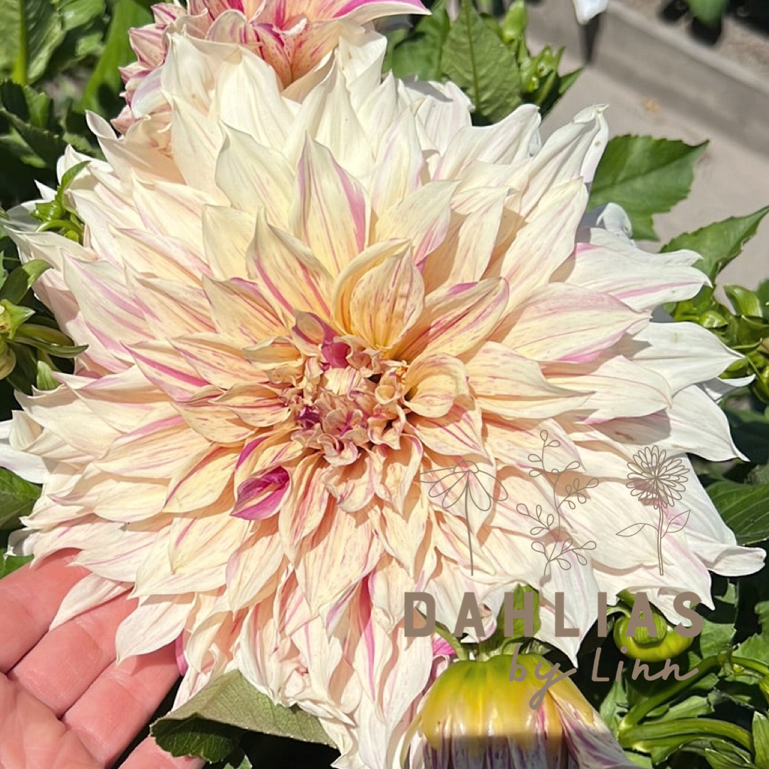 Dahlia Café au lait Twist