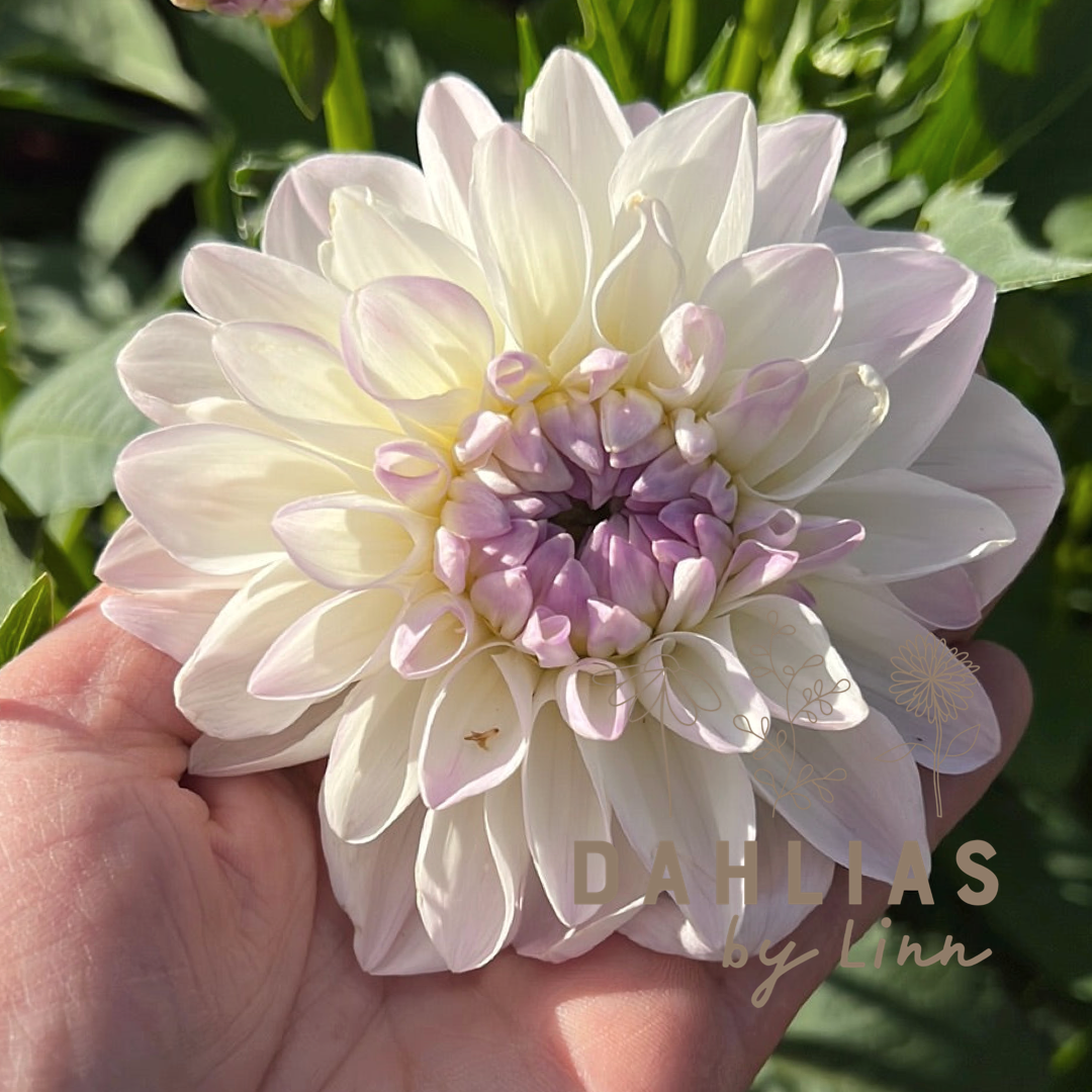 Dahlia Eveline