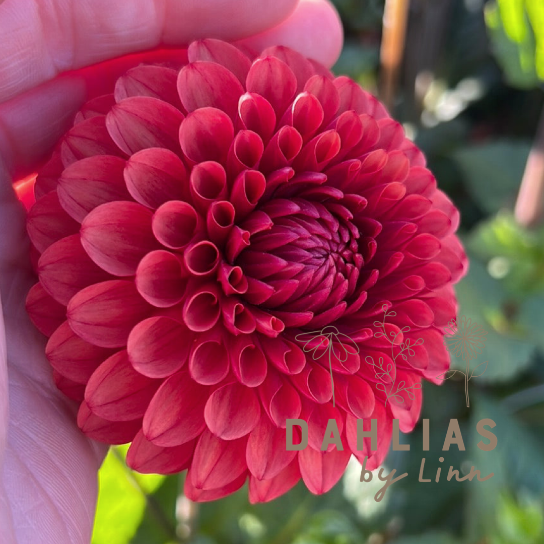 Dahlia Brown Sugar