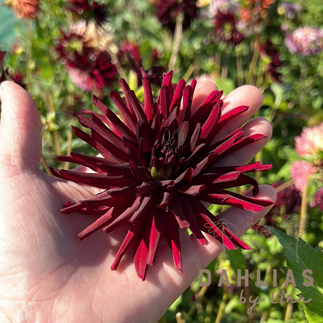 Dahlia Nuit d'Ete