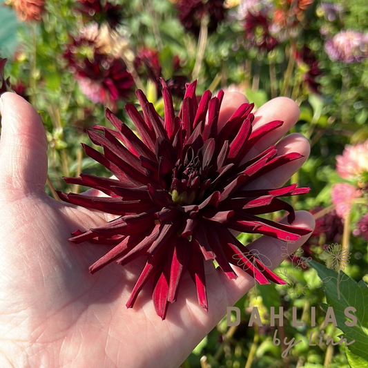 Dahlia Nuit d'Ete