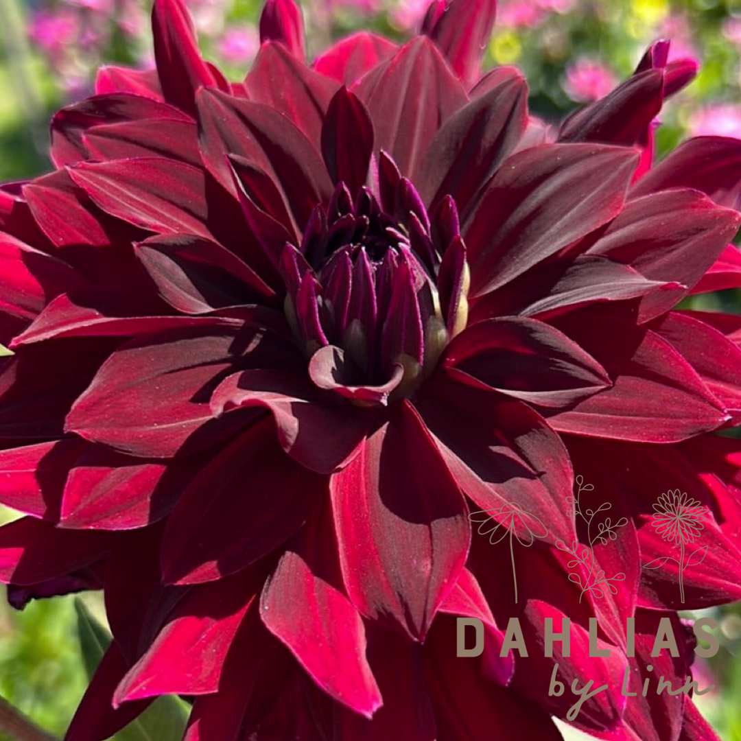 Dahlia Rip City