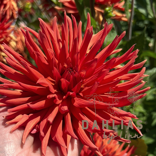 Dahlia Autumn Orange