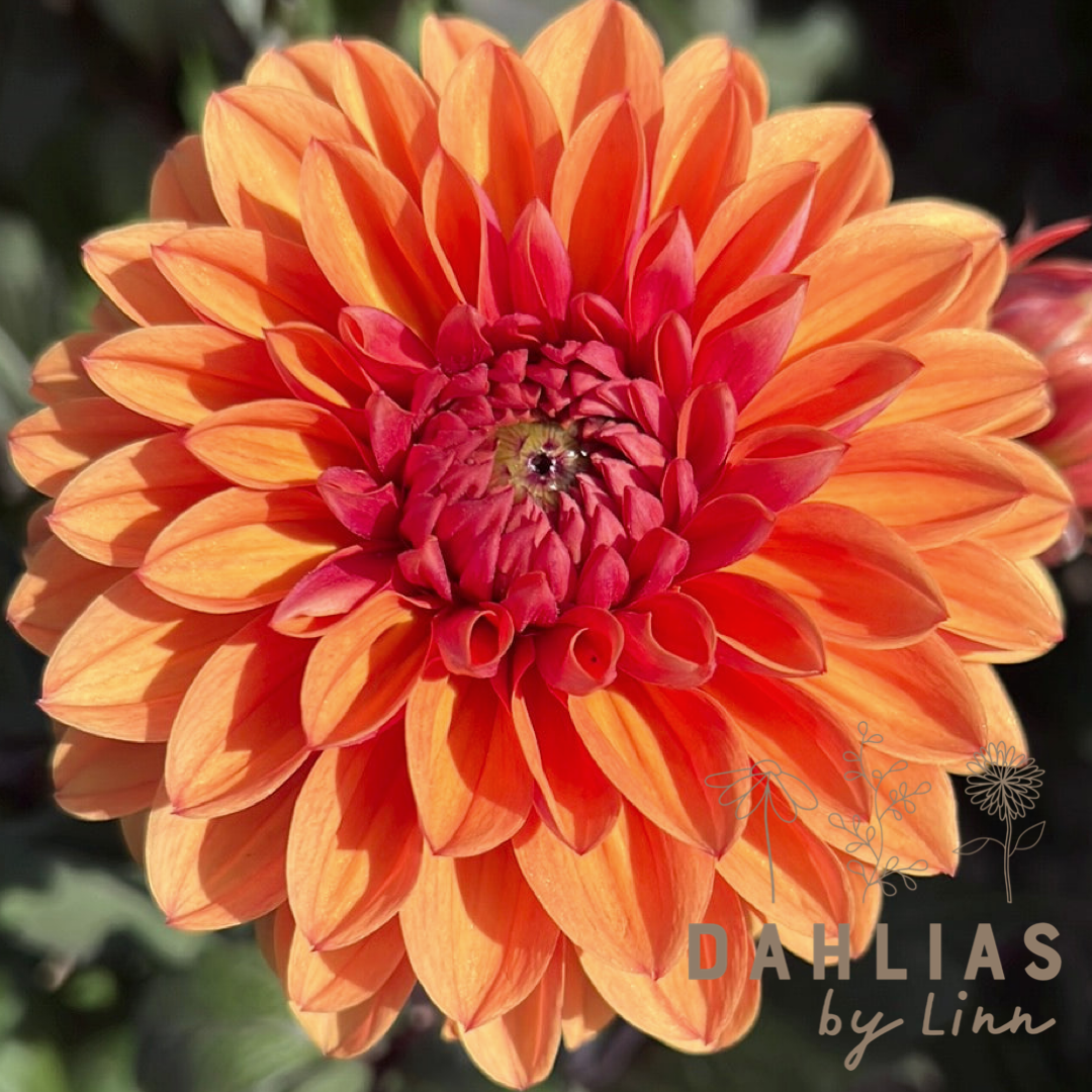 Dahlia Love of my Life