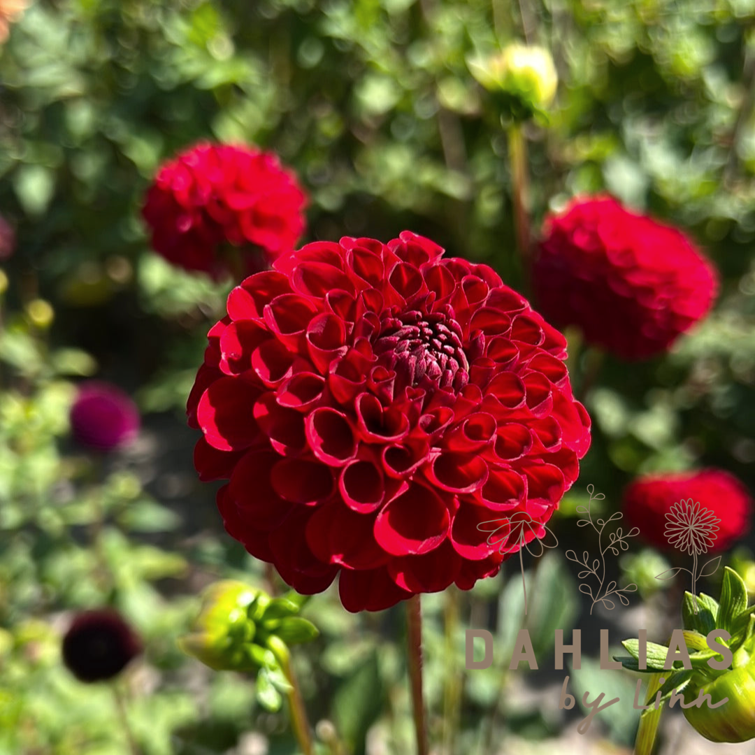 Dahlia Nescio